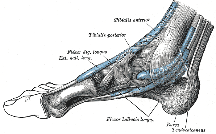 <p>Tendons of the Extrinsic Foot Muscles
