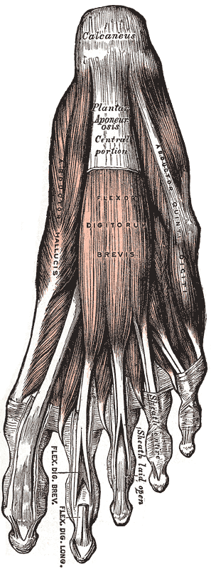 <p>Plantar Foot Anatomy, First Layer
