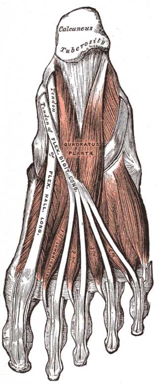 <p>Plantar Foot Anatomy, Second Layer