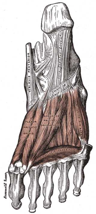 <p>Plantar Foot Anatomy,&nbsp;Third&nbsp;Layer