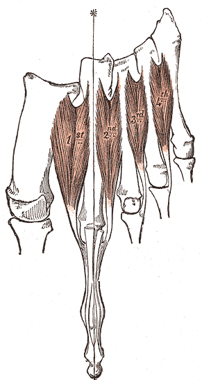 <p>Dorsal Interossei of the Foot