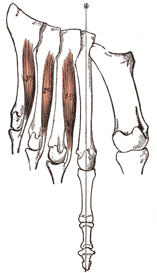 <p>Plantar Interossei of the Foot
