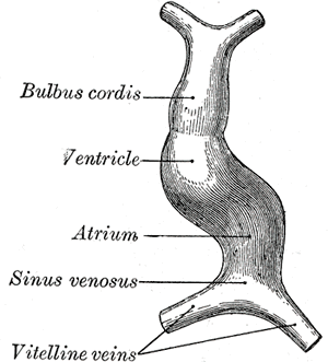 <p>Human Heart Development