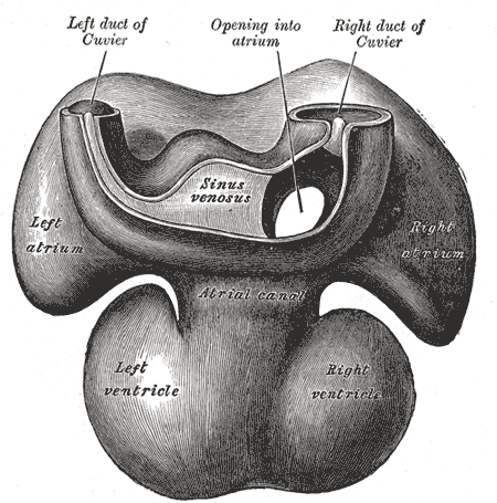 <p>Embryology, Left duct of Cuvier, Opening into Atrium, Right duct of Cuvier, Sinus venosus, Left and Right Atrium, Atrial canal, Left and Right Ventricle