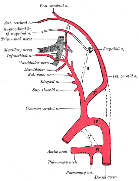 <p>Embryologic Origins of Cranial and Cervical Arteries