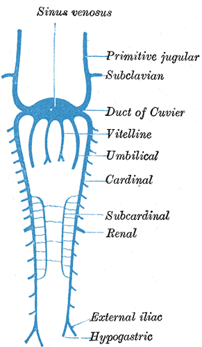 <p>Azygos Vein and Hemiazygos Vein, Embryology