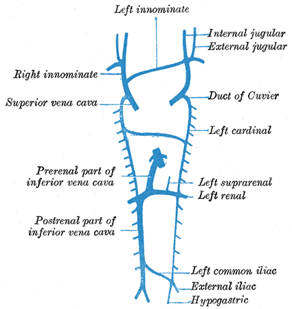 <p>Development of the Venous System, Embryology