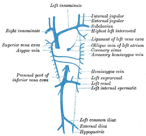 <p>Hemiazygos Vein, Right Innominate, Azygous Vein, Development of Veins, Embryology.</p>