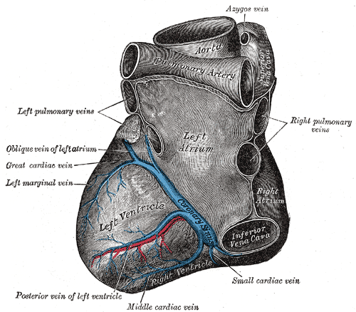 <p>Left Heart Anatomy