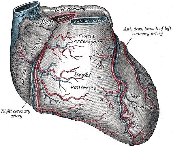 <p>Gross Anatomy and Coronary Vasculature of the Heart