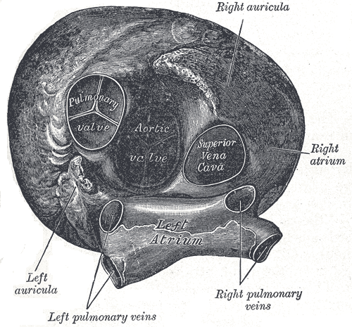 <p>Transverse Cross Section of the Heart