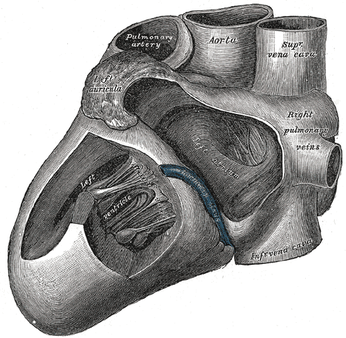 <p>Anatomy of the Heart, Left View