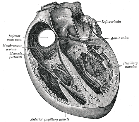 <p>Trans Sagittal Cross Section of the Heart.</p>