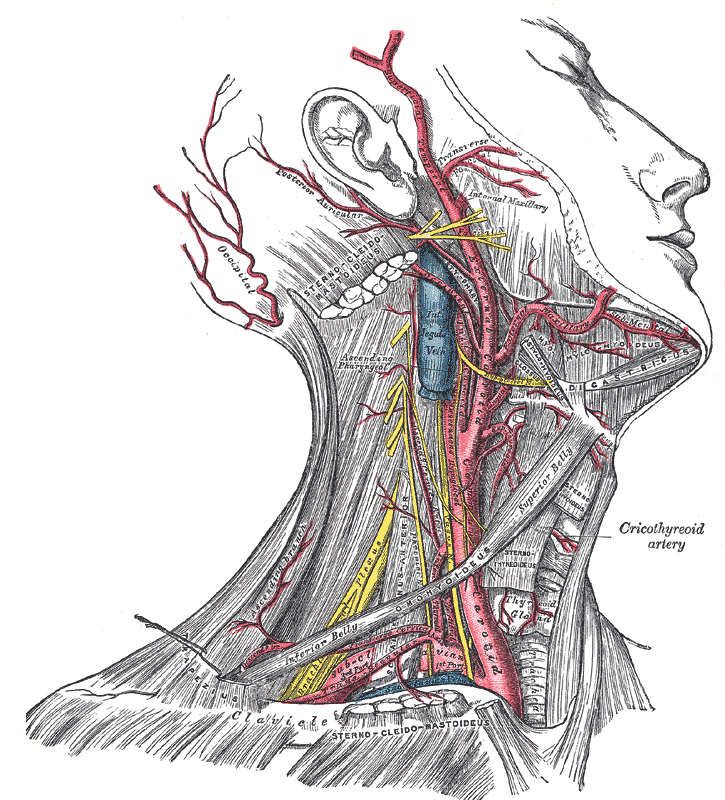 <p>Arterial and Venous Anatomy of the Head and Neck
