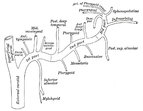 <p>Plan of the Maxillary Artery Branches
