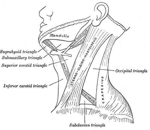 <p>Triangle of the Neck
