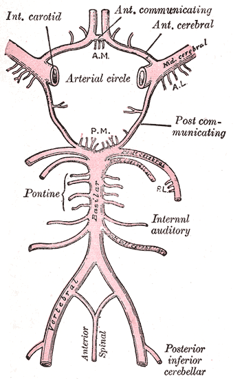 <p>Circle of Willis.</p>