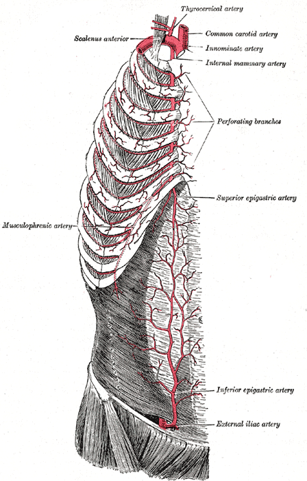 <p>Superficial Arteries of the Chest and Abdomen, Right Side.</p>