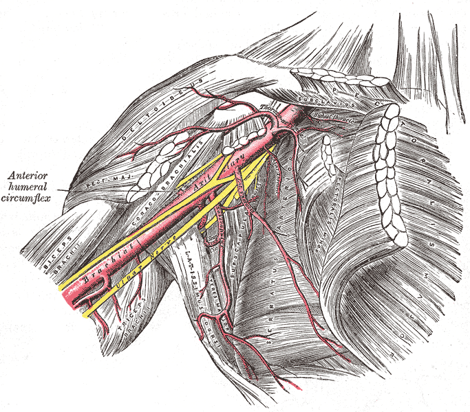 <p>Axillary and Brachial Arteries.</p>