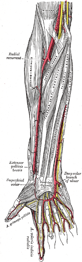 <p>Muscles and Arteries of the Right Forearm and Hand