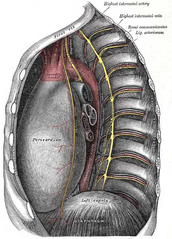 <p>Midline Thoracic Anatomy, Sagittal View