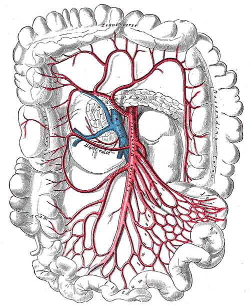 <p>Superior Mesenteric Artery Anatomy. This image shows the transverse and descending colon, and the caecum and ileum.</p>