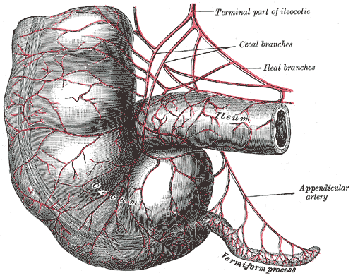 <p>Arteries of the Cecum and Vermiform Process.</p>