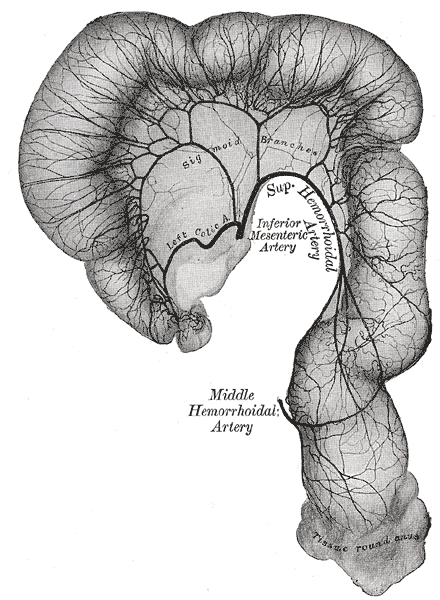 <p>Distal Colon and Rectal Arterial Supply