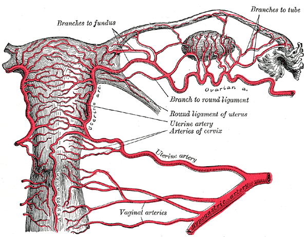 <p>Vaginal Artery and its Branches