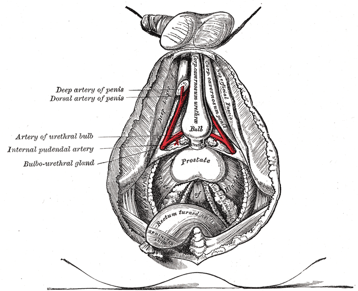 <p>Internal Male Anatomy