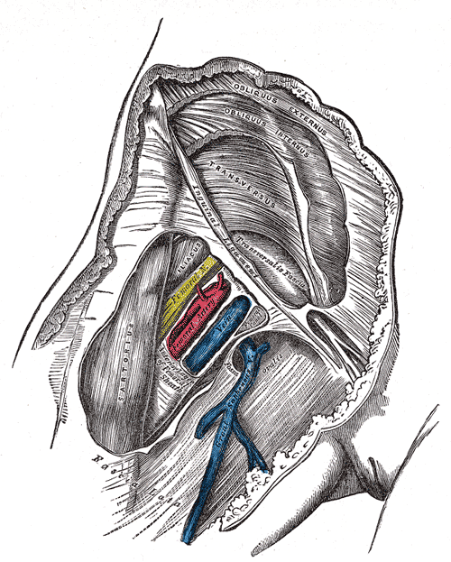 <p>Femoral Canal Arteries and Veins,&nbsp;Anatomy.</p>