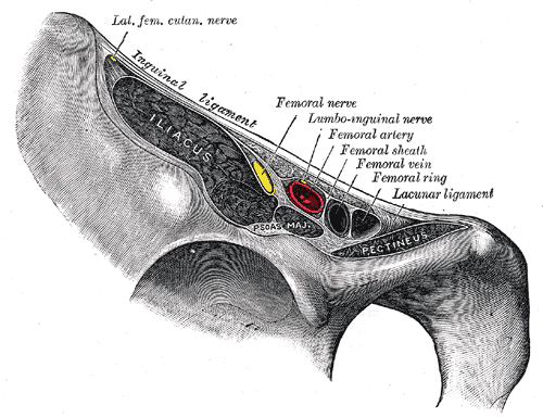 <p>Femoral Region, Anatomy