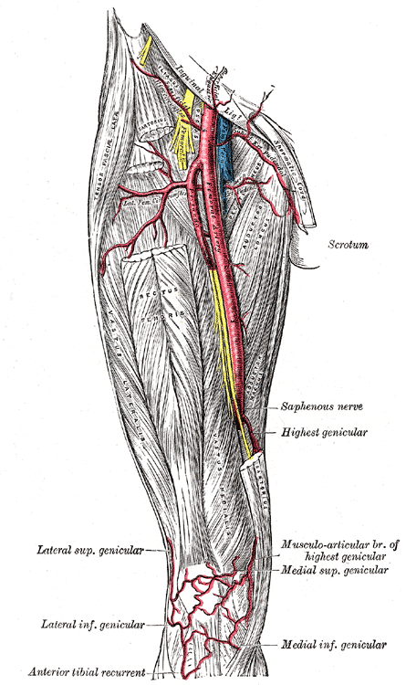 <p>Femoral Artery and its Branches.</p>