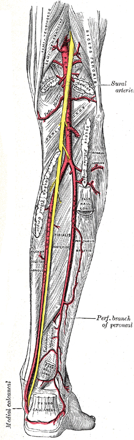 <p>Nerve and Arteries of the Leg, Posterior View