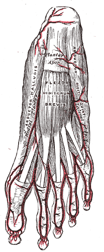 <p>Arteries and Muscles of the Plantar Surface