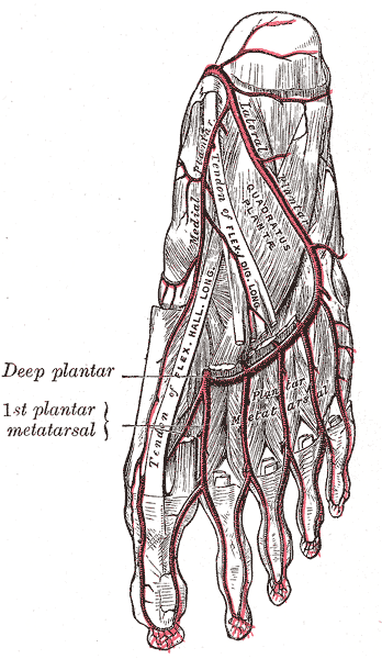 <p>Plantar Foot Anatomy, Arterial Supply