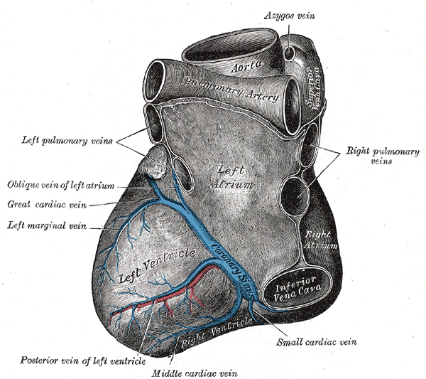 <p>Veins of the Heart The veins of the heart include the coronary sinus, middle cardiac vein, anterior vein of the left ventricle, left marginal vein, great cardiac vein, and the oblique vein of the left atrium