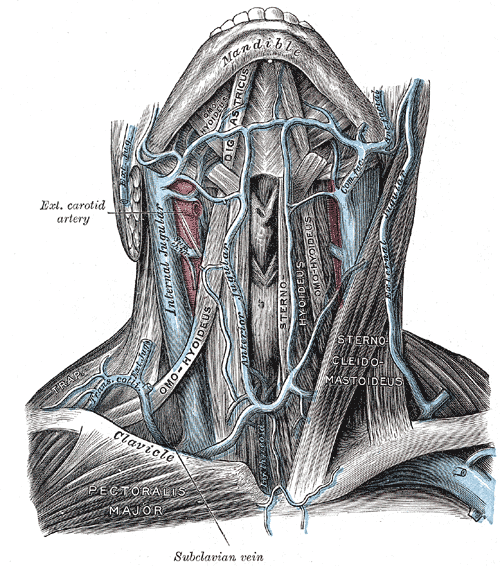 <p>Veins of the Neck, Anterior View.&nbsp;</p>