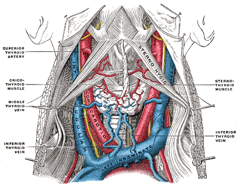 <p>Jugular Veins and Arteries of the Neck.</p>