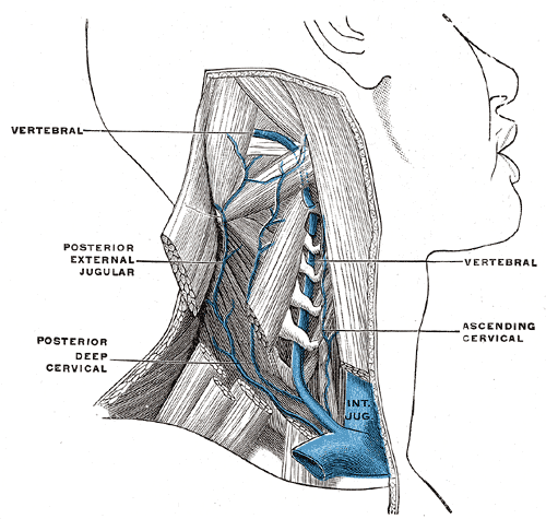 <p>Internal Jugular Vein and Its Branches