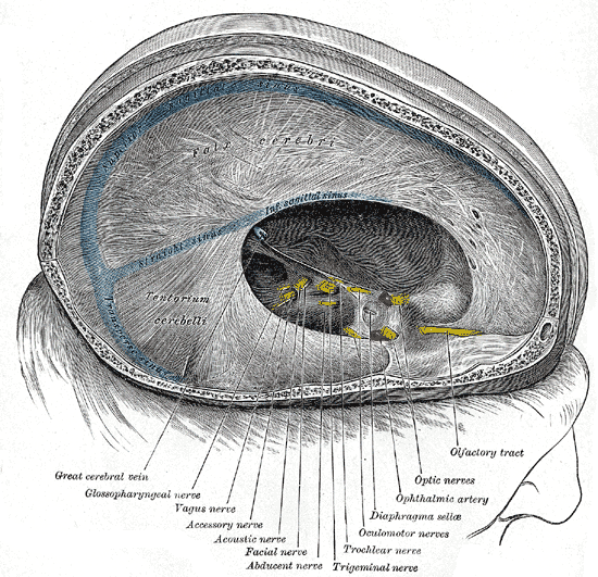 <p>Sagittal View of Cranial Nerves, Dural Membranes, and Venous Sinuses
