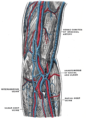 <p>Brachial Arterial and Venous Anatomy.</p>