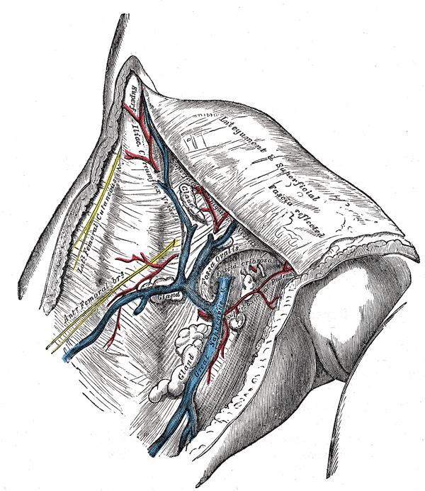 <p>Superficial Vessels and Nerves of the Upper Thigh
