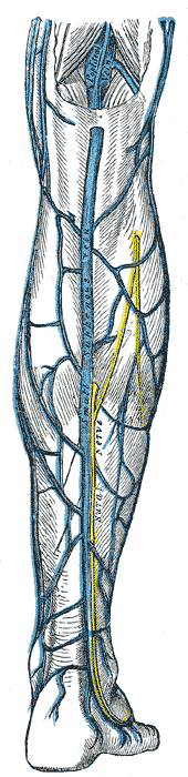 <p>Venous Drainage, Right Leg
