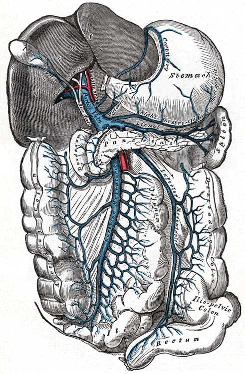 <p>Portal Vein and Its Branches.</p>