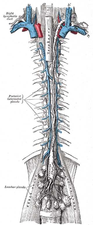<p>The Thoracic and Right Lymphatic Ducts.</p>