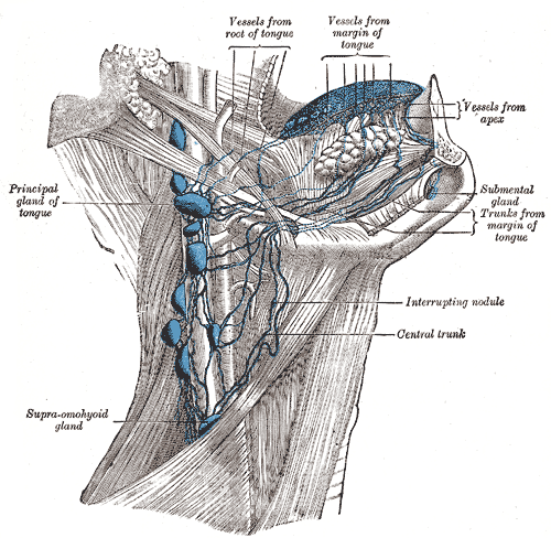 <p>Lymphatics of the Tongue