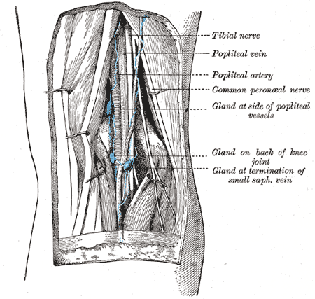<p>Popliteal Lymph Nodes.&nbsp;</p>