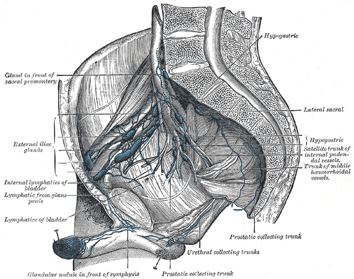 <p>Lymphatics of the Abdomen and Pelvis.</p>