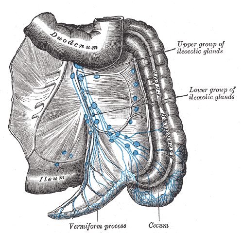 <p>Lymphatics of the Colon